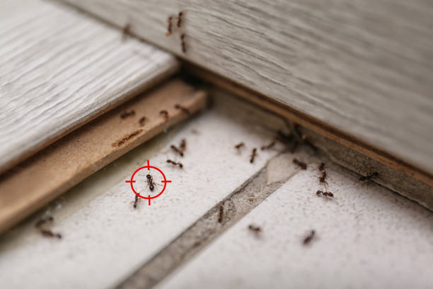 Round Rock, TX Pest Control Company