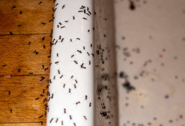 Best Wasp Removal Services  in Round Rock, TX
