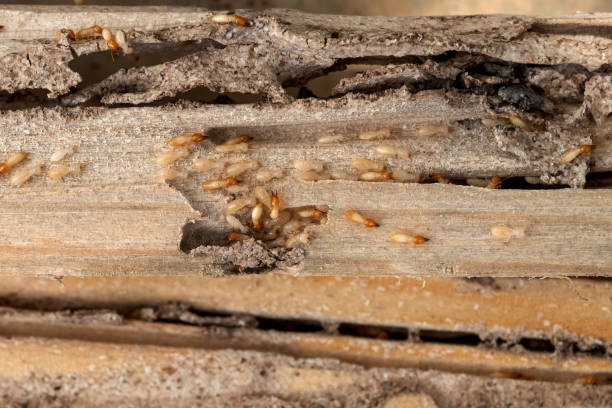 Best Rat Extermination Near Me  in Round Rock, TX